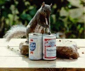 Eichhörnchen Budweiser