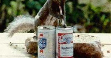 Eichhörnchen Budweiser