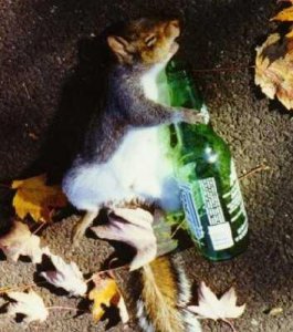 Eichhörnchen mit Bierflasche