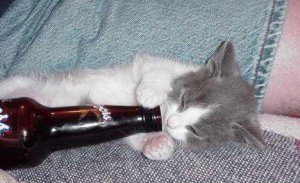 Katze mit Bierflasche