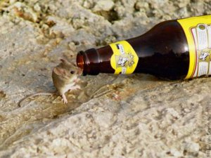 Maus mit Bierflasche